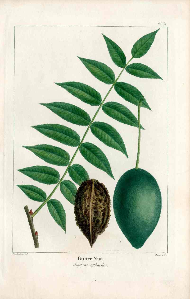 Michaux Sylva, Bessa & Redoute Tree Prints Red Beech Redoute