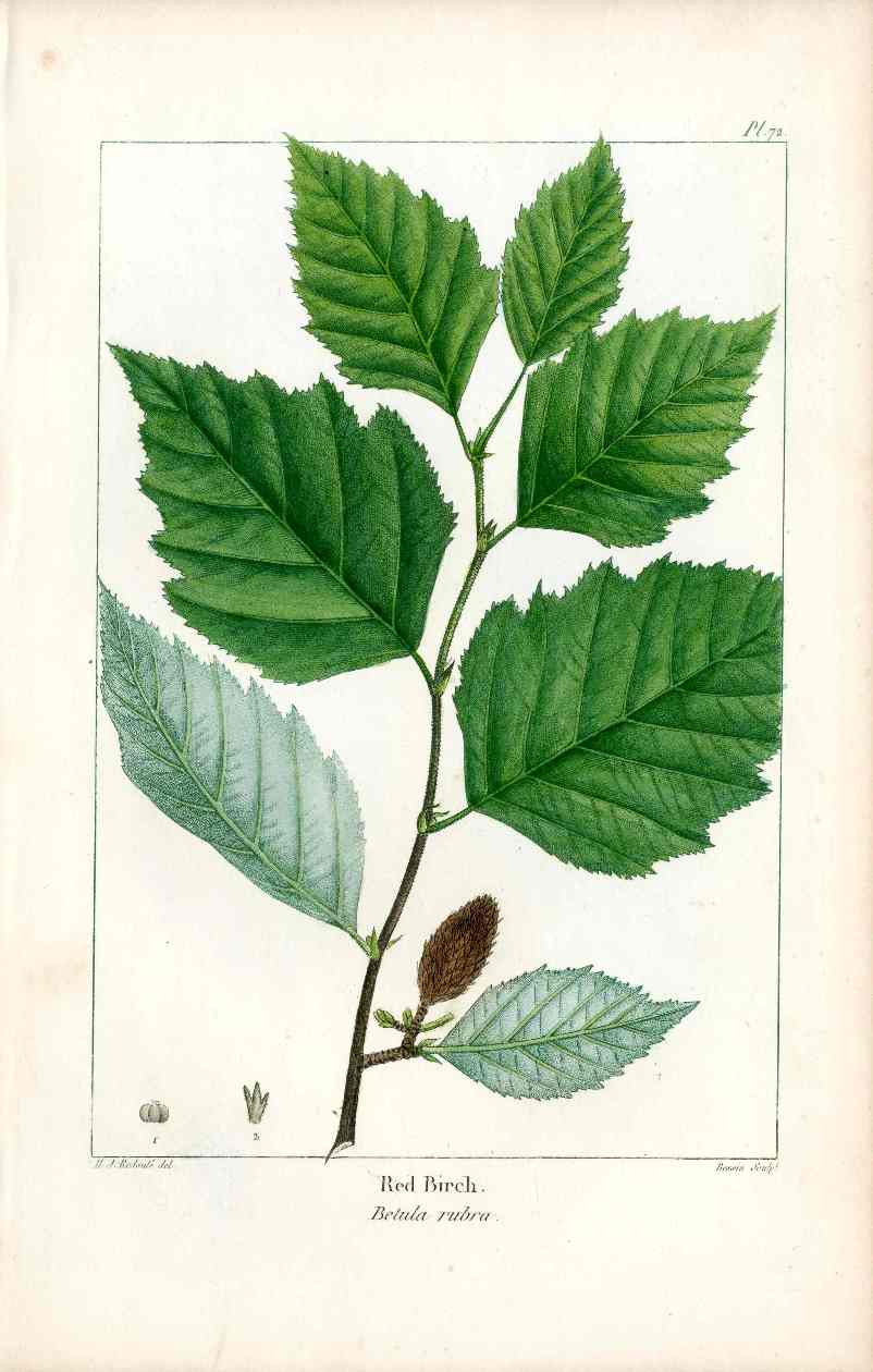 Michaux Sylva, Bessa & Redoute Tree Prints Red Birch