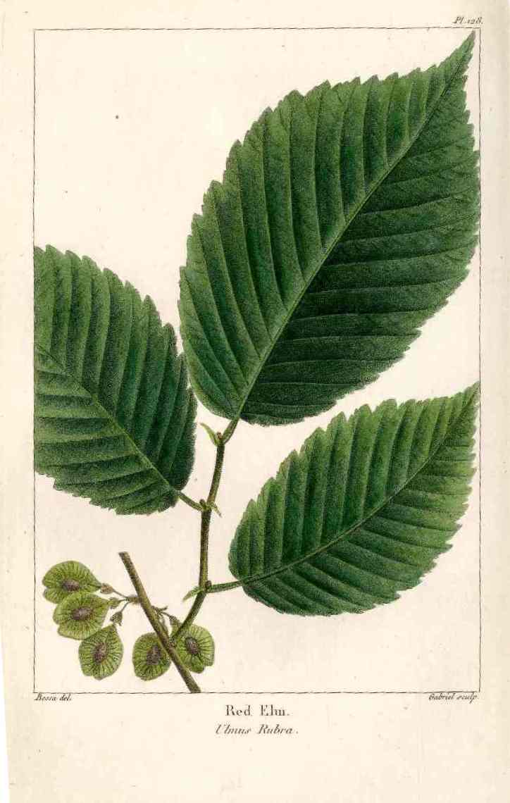 Michaux Sylva, Bessa & Redoute Tree Prints Red Elm