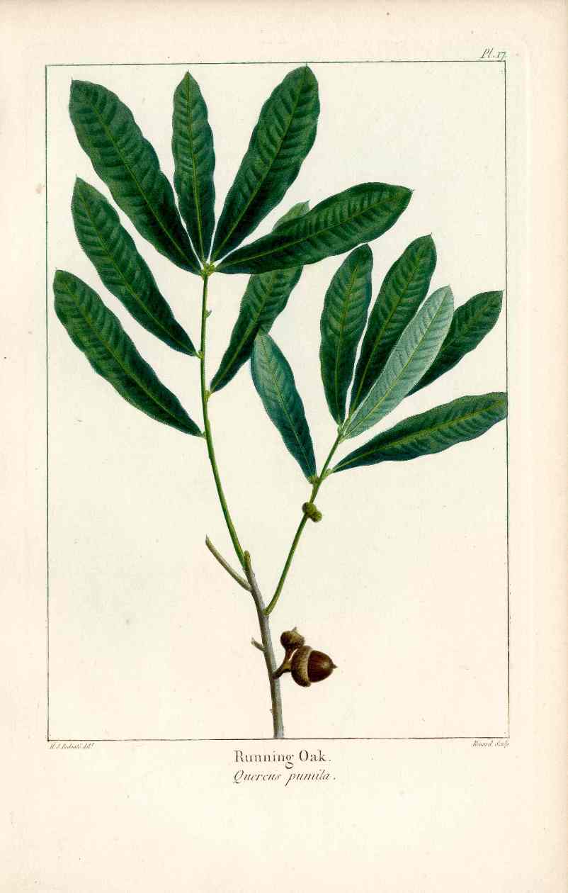 Michaux Sylva, Bessa & Redoute Tree Prints Running Oak Redoute