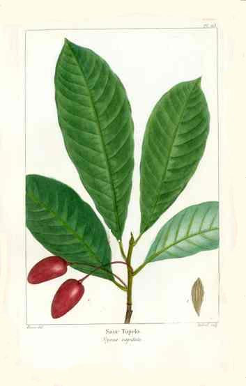 Michaux Sylva, Bessa & Redoute Tree Prints Sour Tupelo Bessa