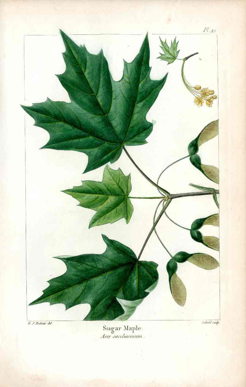 Michaux Sylva, Bessa & Redoute Tree Prints Sugar Maple Redoute