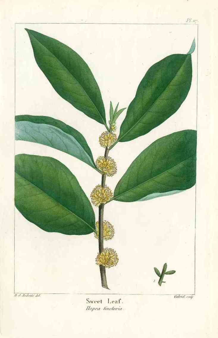 Michaux Sylva, Bessa & Redoute Tree Prints Sweet Leaf