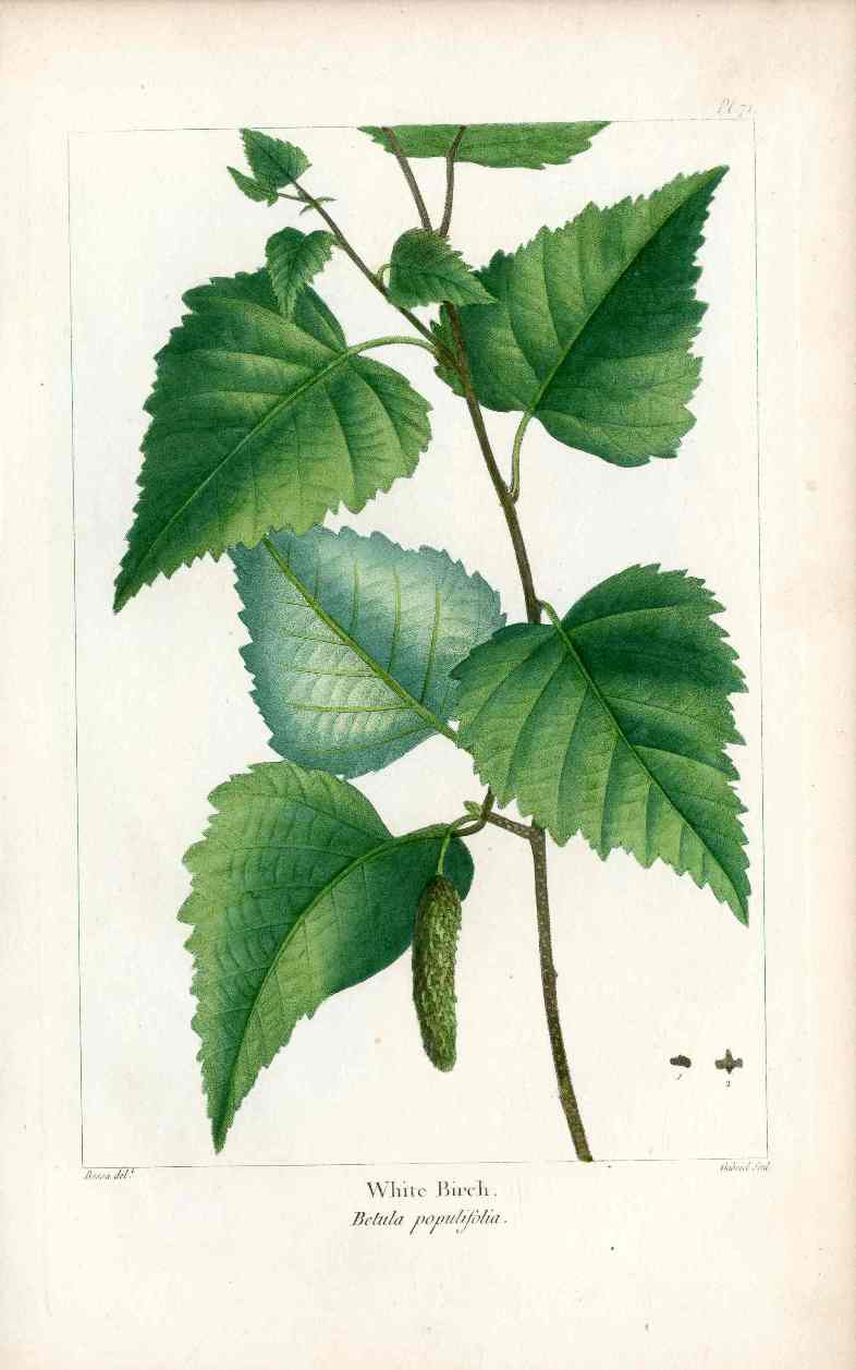 Michaux Sylva, Bessa & Redoute Tree Prints White Birch