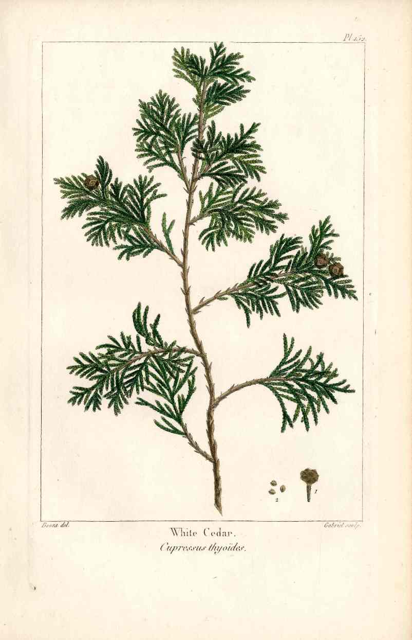 Michaux Sylva, Bessa & Redoute Tree Prints White Cedar