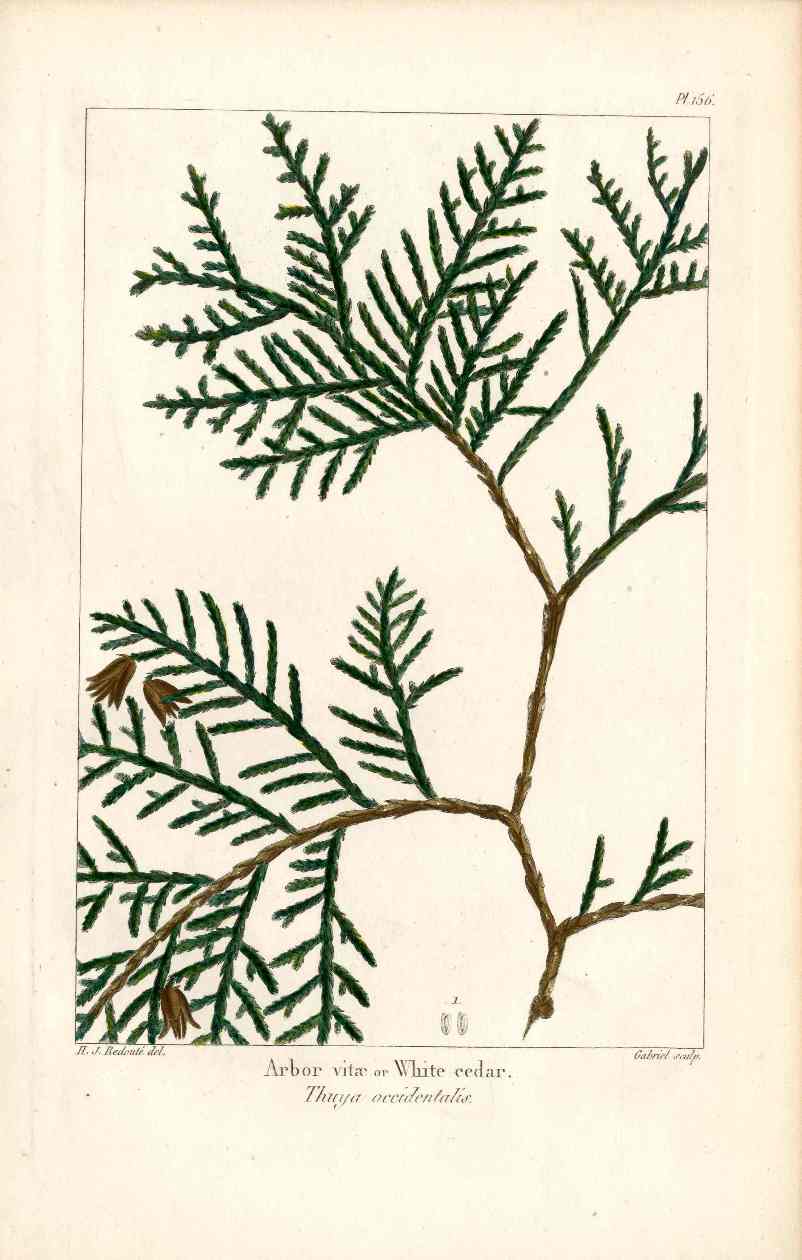 Michaux Sylva, Bessa & Redoute Tree Prints White Cedar Redoute