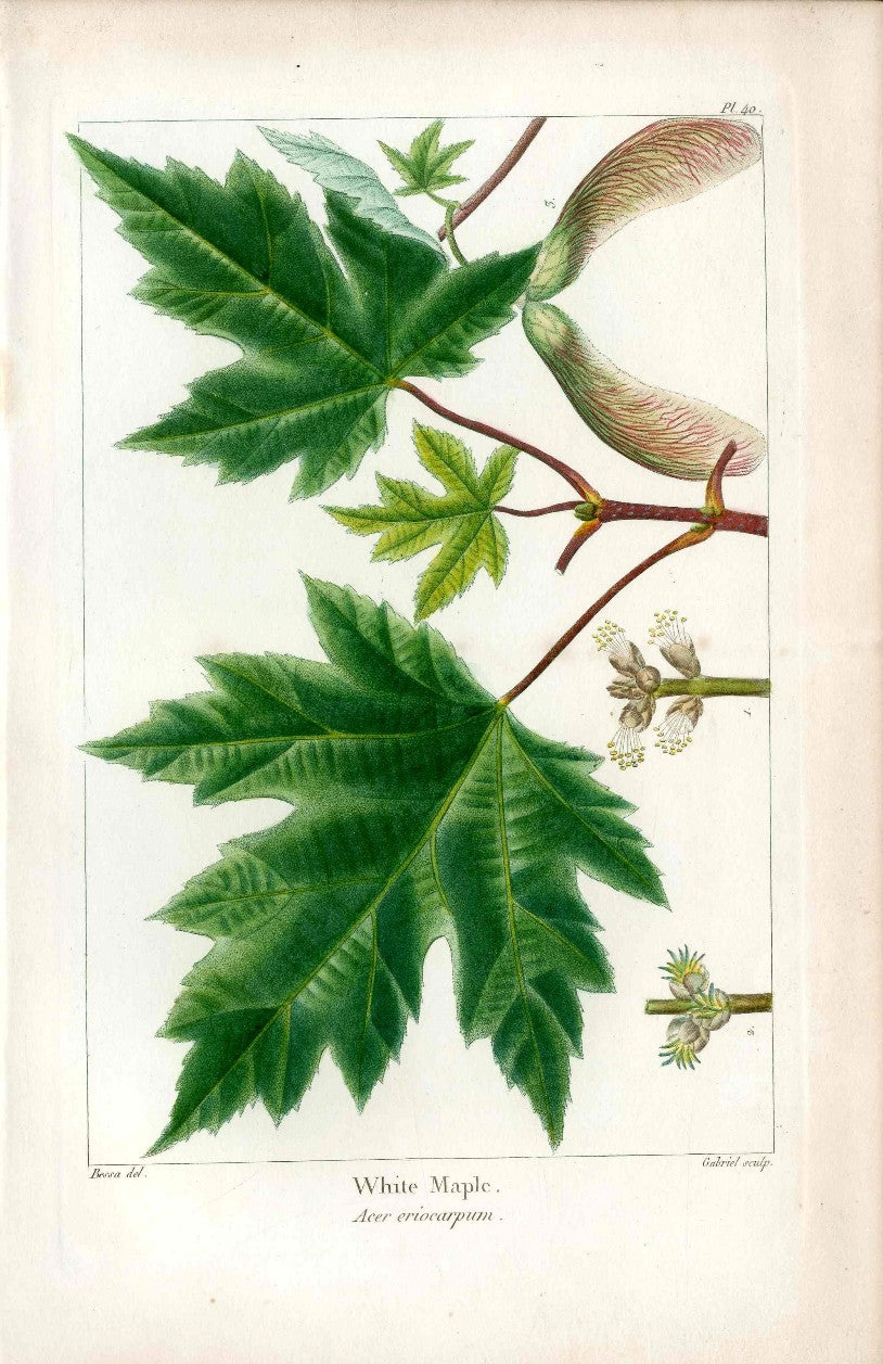 Michaux Sylva, Bessa & Redoute Tree Prints White Maple