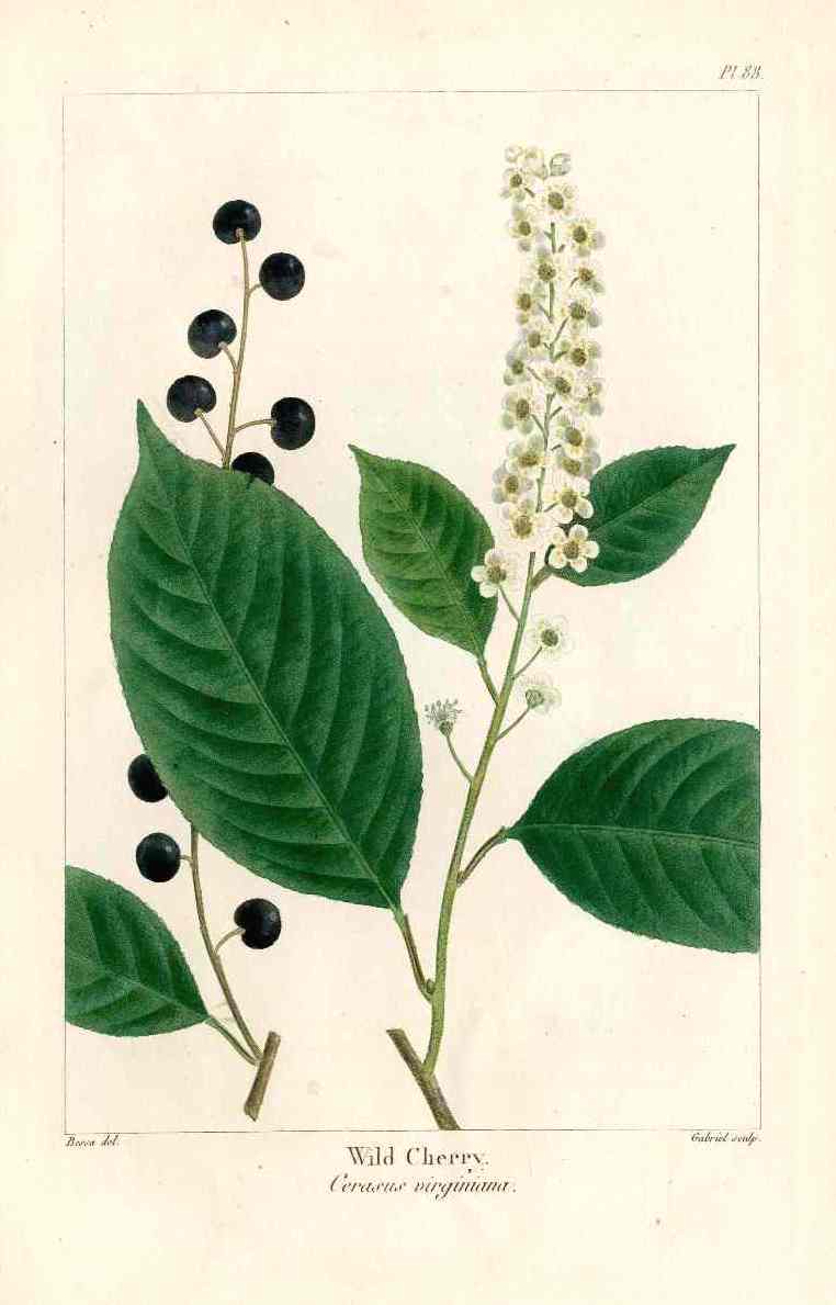 Michaux Sylva, Bessa & Redoute Tree Prints Wild Cherry