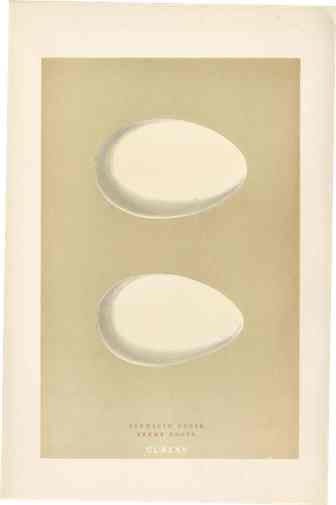 Morris Antique Bird Egg Print Barnacle Goose