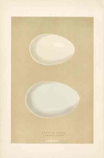 Morris Antique Bird Egg Print Canada Goose