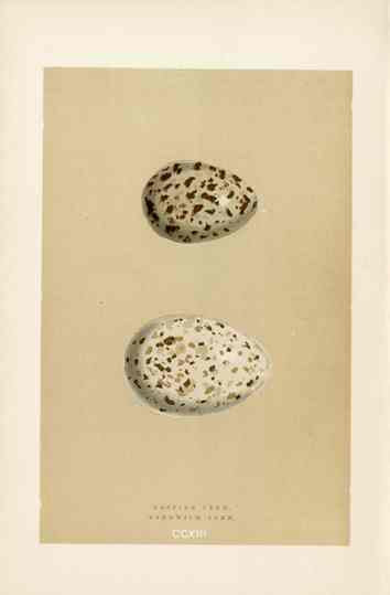 Morris Antique Bird Egg Print Caspian Tern