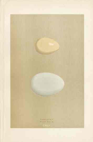 Morris Antique Bird Egg Print Garganey