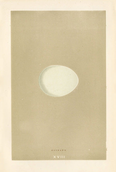 Morris Antique Bird Egg Print Goshawk