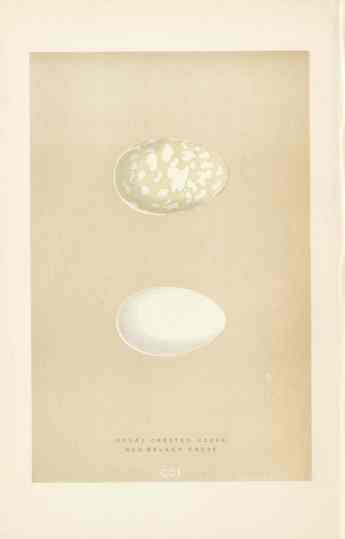 Morris Antique Bird Egg Print Great Crested Grebe