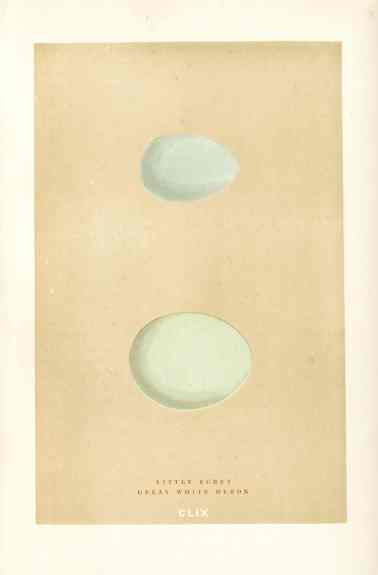 Morris Antique Bird Egg Print Great White Heron