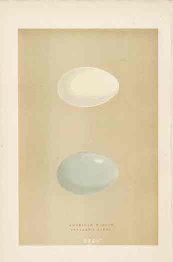 Morris Antique Bird Egg Print Hen Harrier