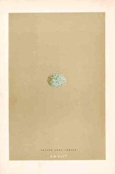 Morris Antique Bird Egg Print Large Grey Shrike