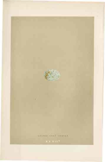 Morris Antique Bird Egg Print Lesser Grey Shrike