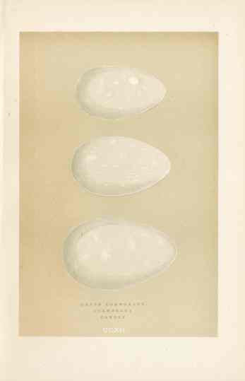 Morris Antique Bird Egg Print Long-Eared Owl