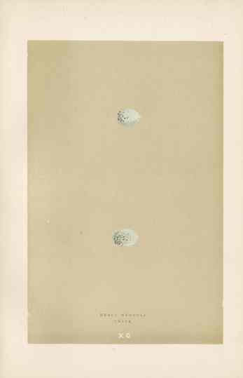 Morris Antique Bird Egg Print Mealy Redpole