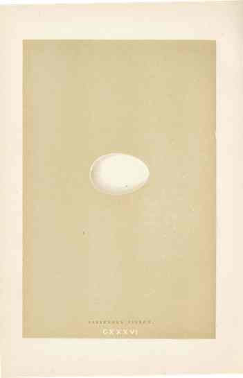 Morris Antique Bird Egg Print Passenger Pigeon Extinct