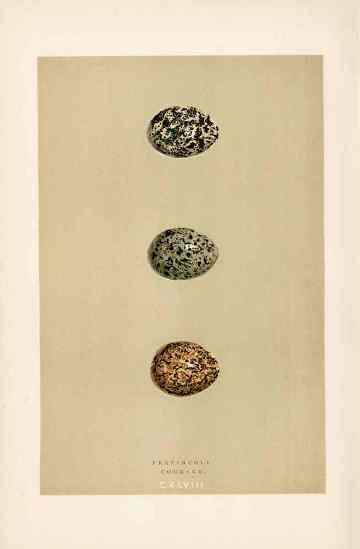 Morris Antique Bird Egg Print Pratincole