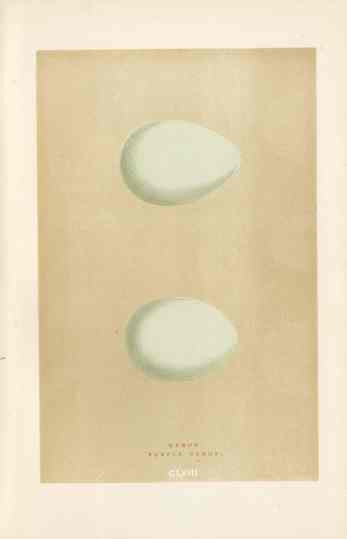 Morris Antique Bird Egg Print Purple Heron