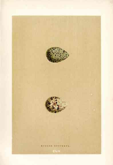 Morris Antique Bird Egg Print Ringed Dotterel