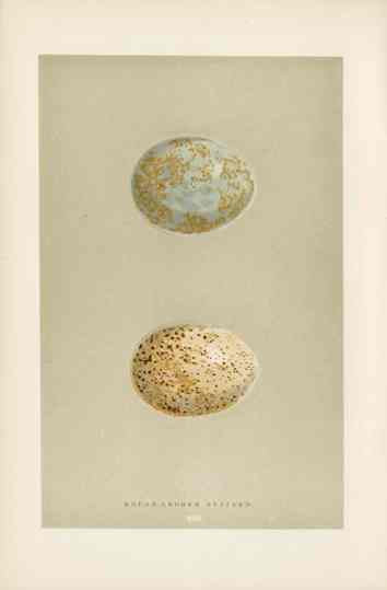 Morris Antique Bird Egg Print Rough Legged Buzzard