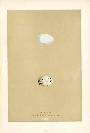 Morris Antique Bird Egg Print Starling