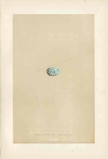 Morris Antique Bird Egg Print White Winged Crossbill