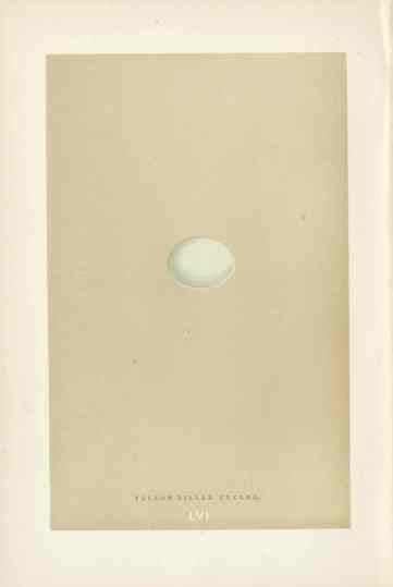 Morris Antique Bird Egg Print Yellow Billed Cuckoo