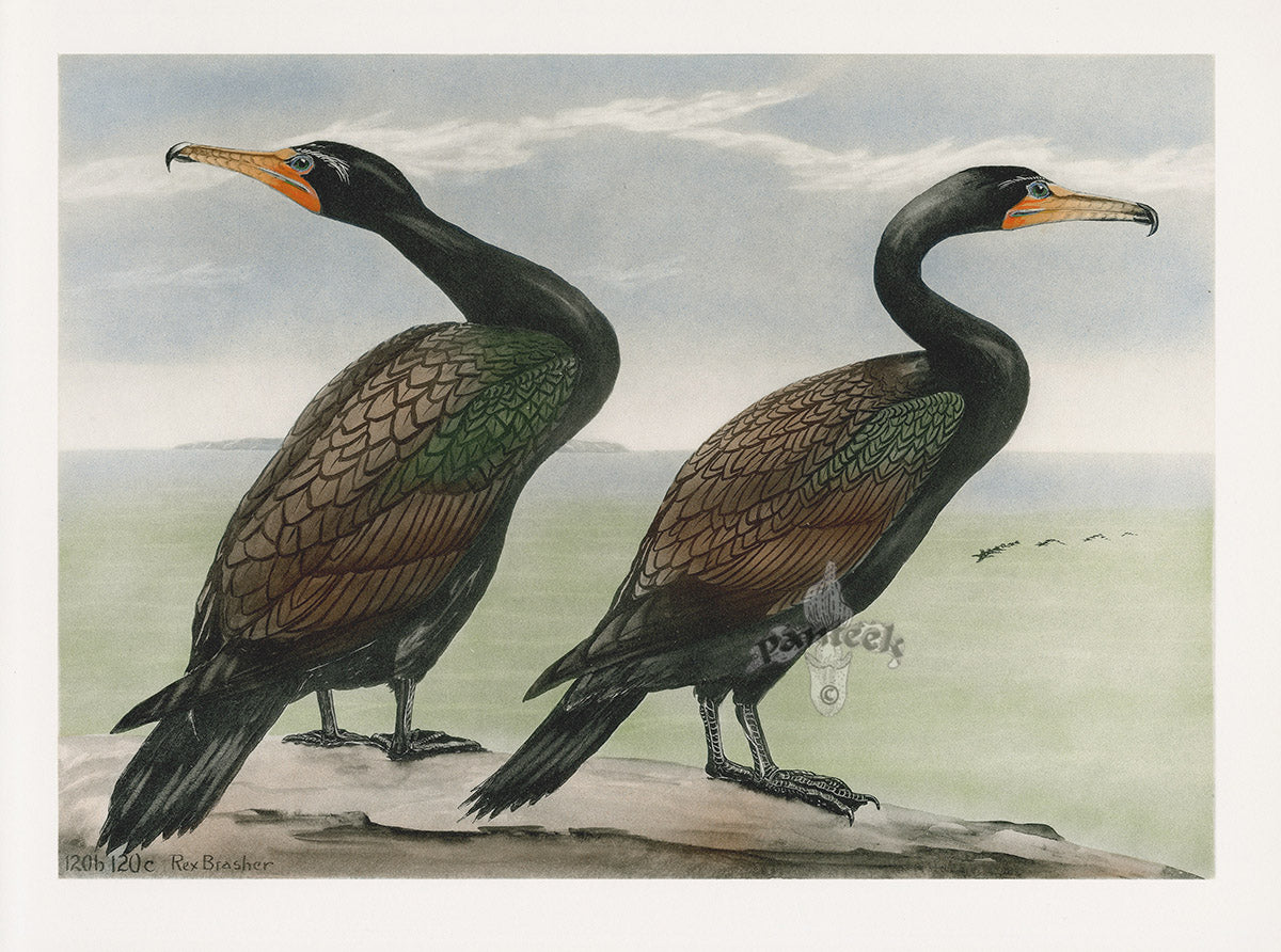 Rex Brasher Brewer White Crest Comorant