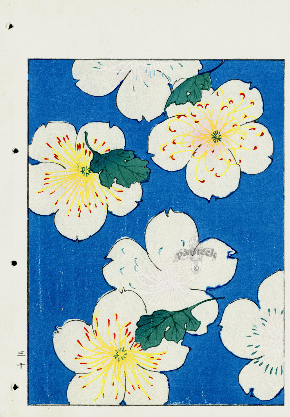 Shin-Bijutsukai Magazine White Florals