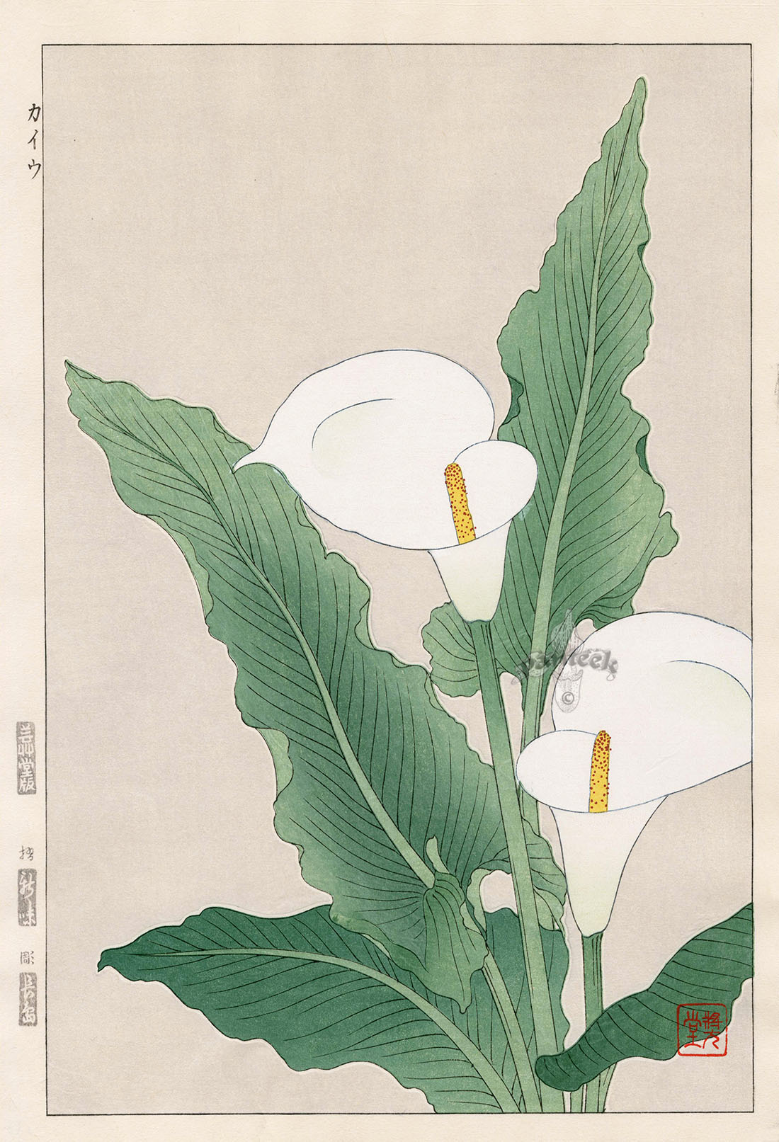 Shodo Kawarazaki Calla Lily
