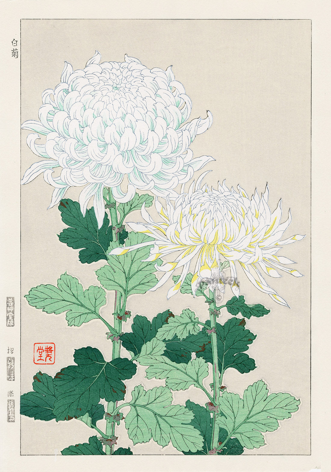 Shodo Kawarazaki Chrysanthemum White, Yellow