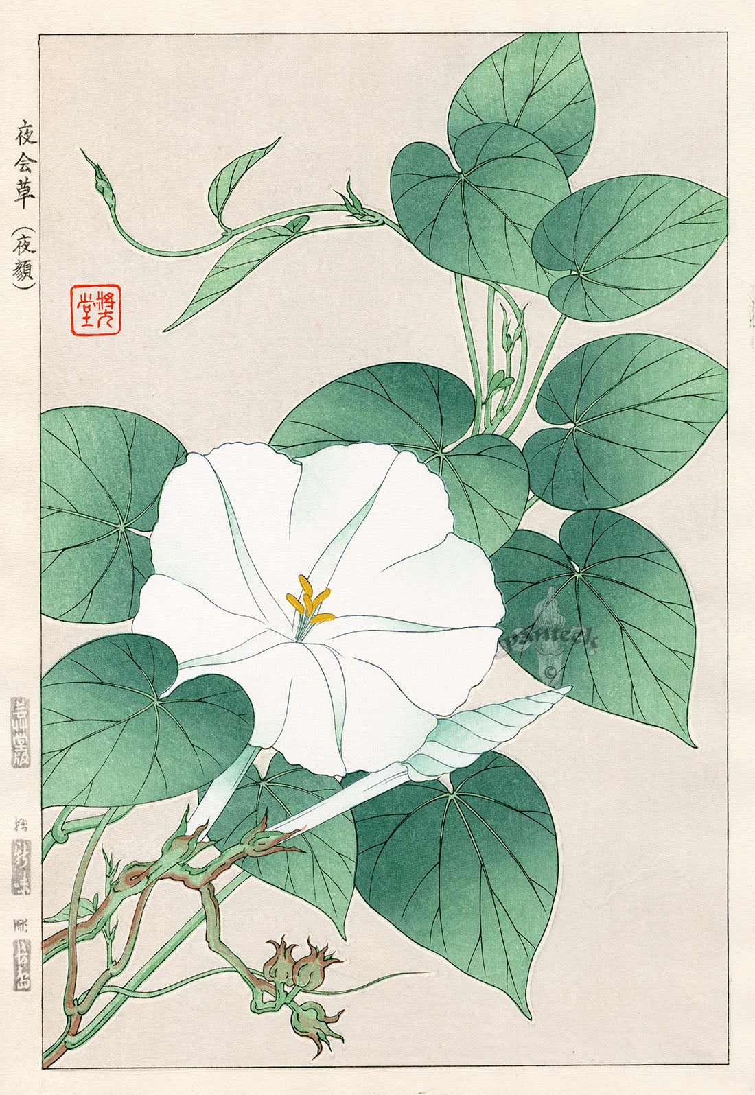 Shodo Kawarazaki Evening Glory