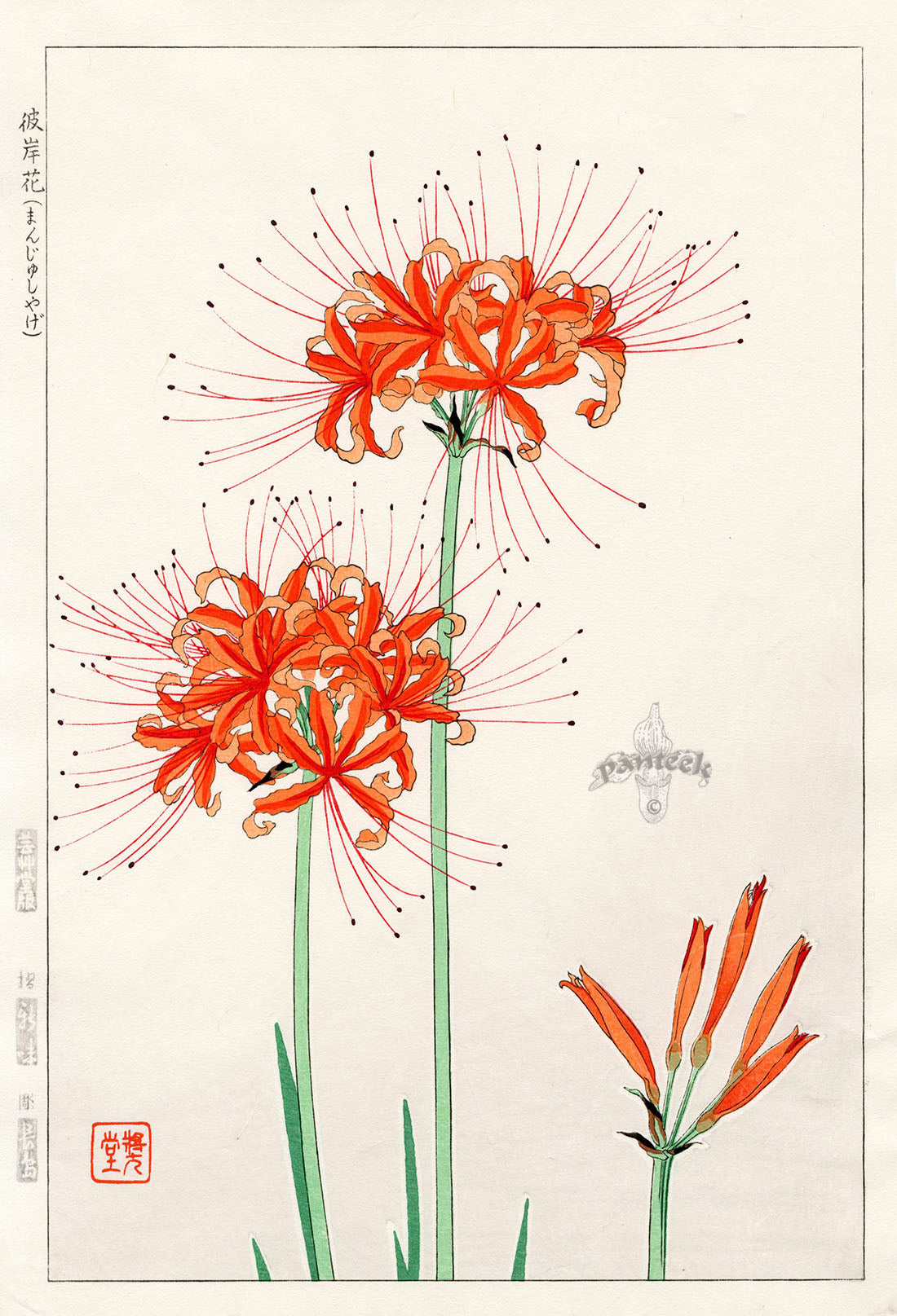 Shodo Kawarazaki Ghost Flower Lily