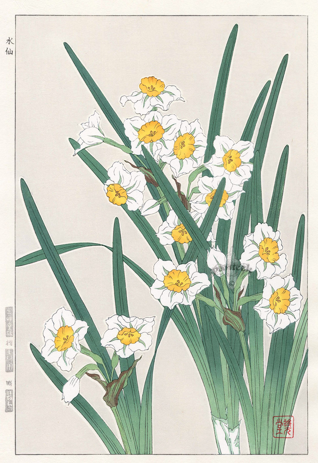 Shodo Kawarazaki Narcissus