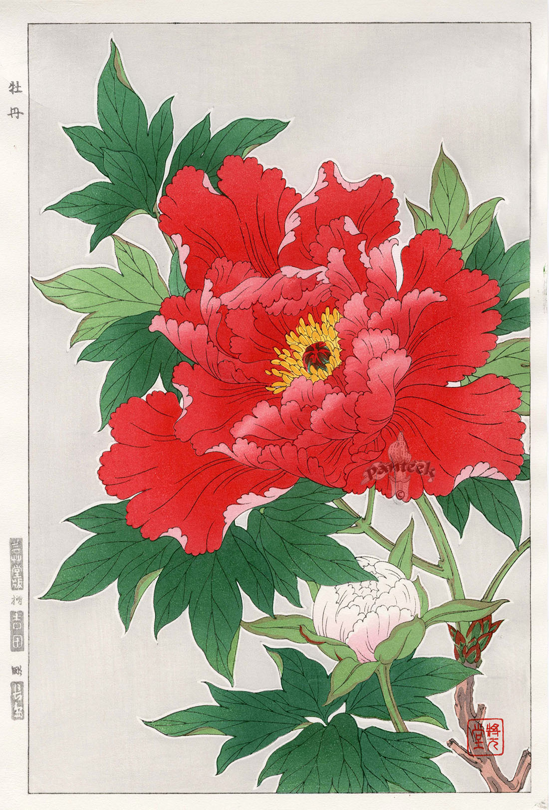 Shodo Kawarazaki Peony Red, White Bud