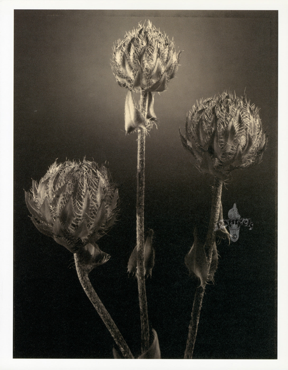 Tom Baril Flower Prints from Botanica Aster