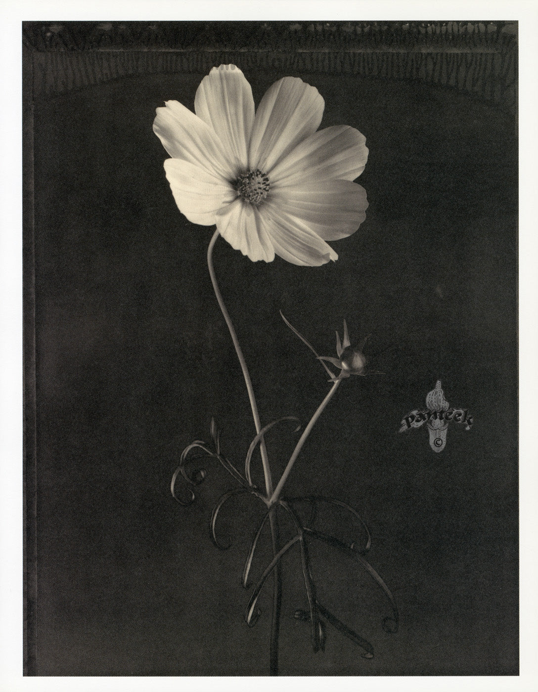 Tom Baril Flower Prints from Botanica Cosmos