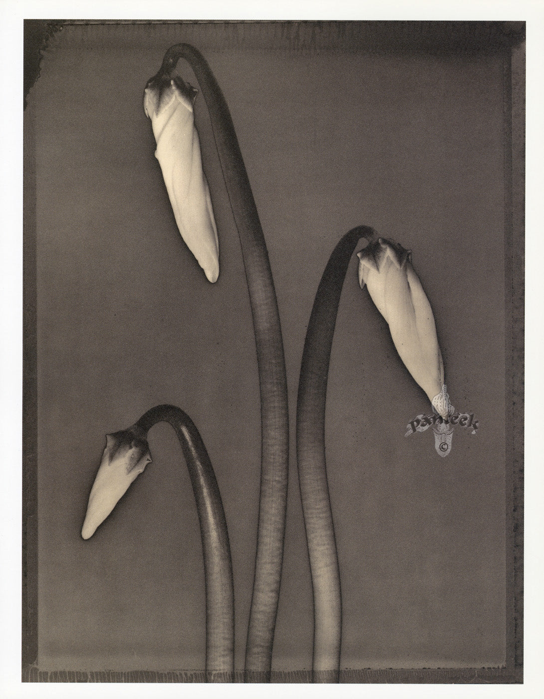 Tom Baril Flower Prints from Botanica Cyclamen
