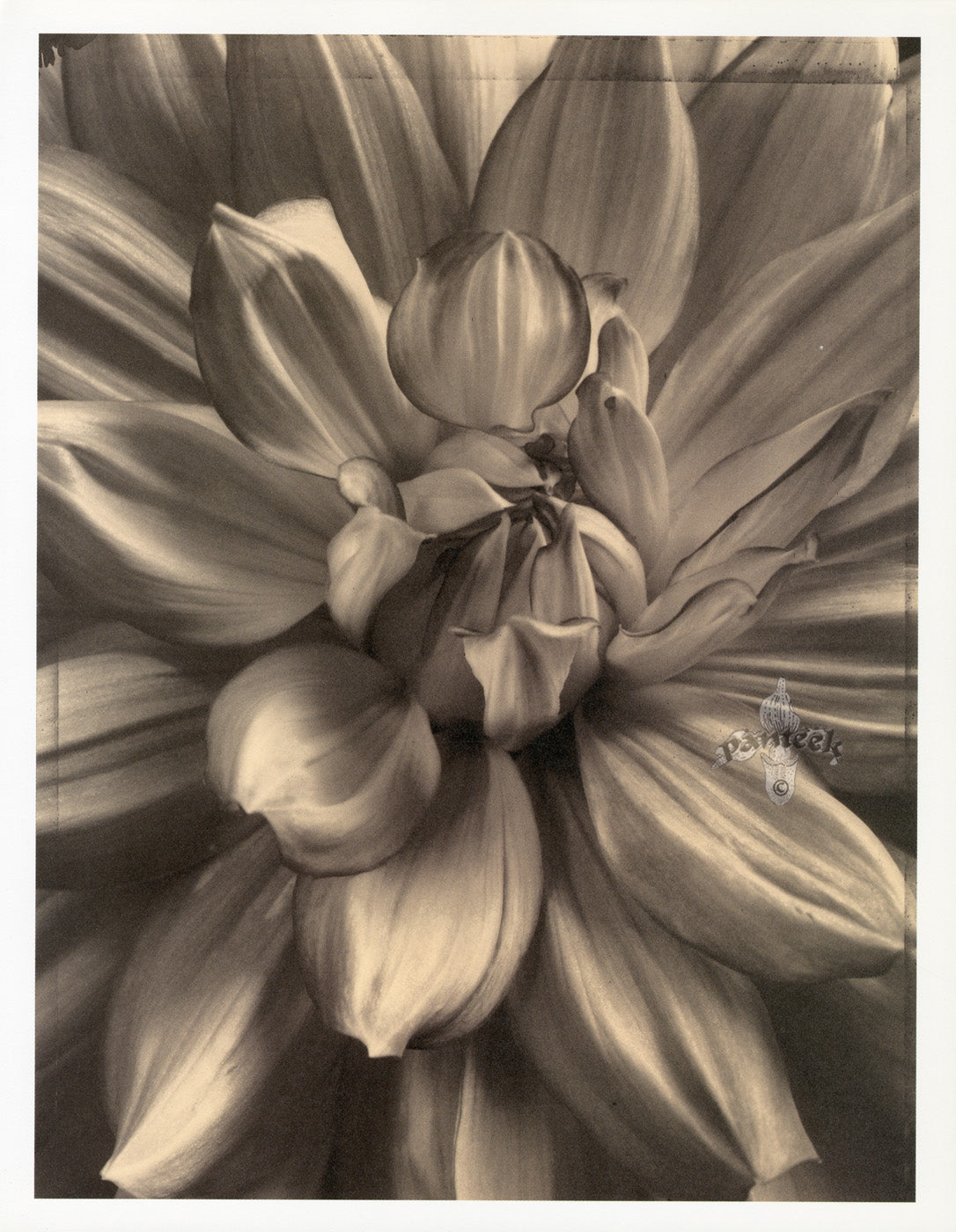 Tom Baril Flower Prints from Botanica Dahlia