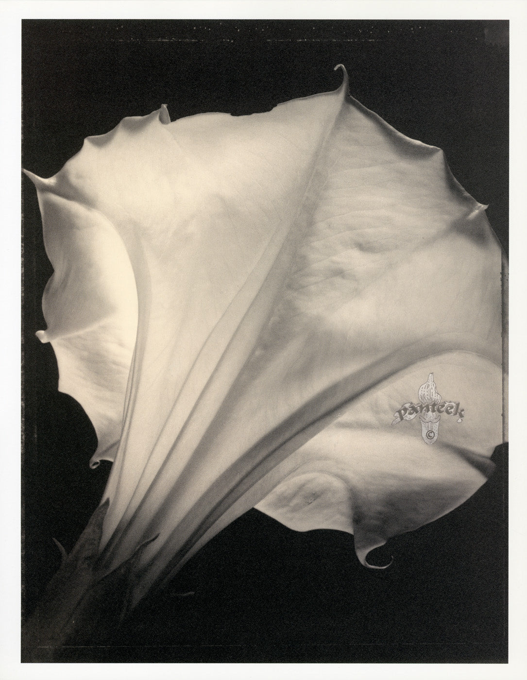 Tom Baril Flower Prints from Botanica Datura