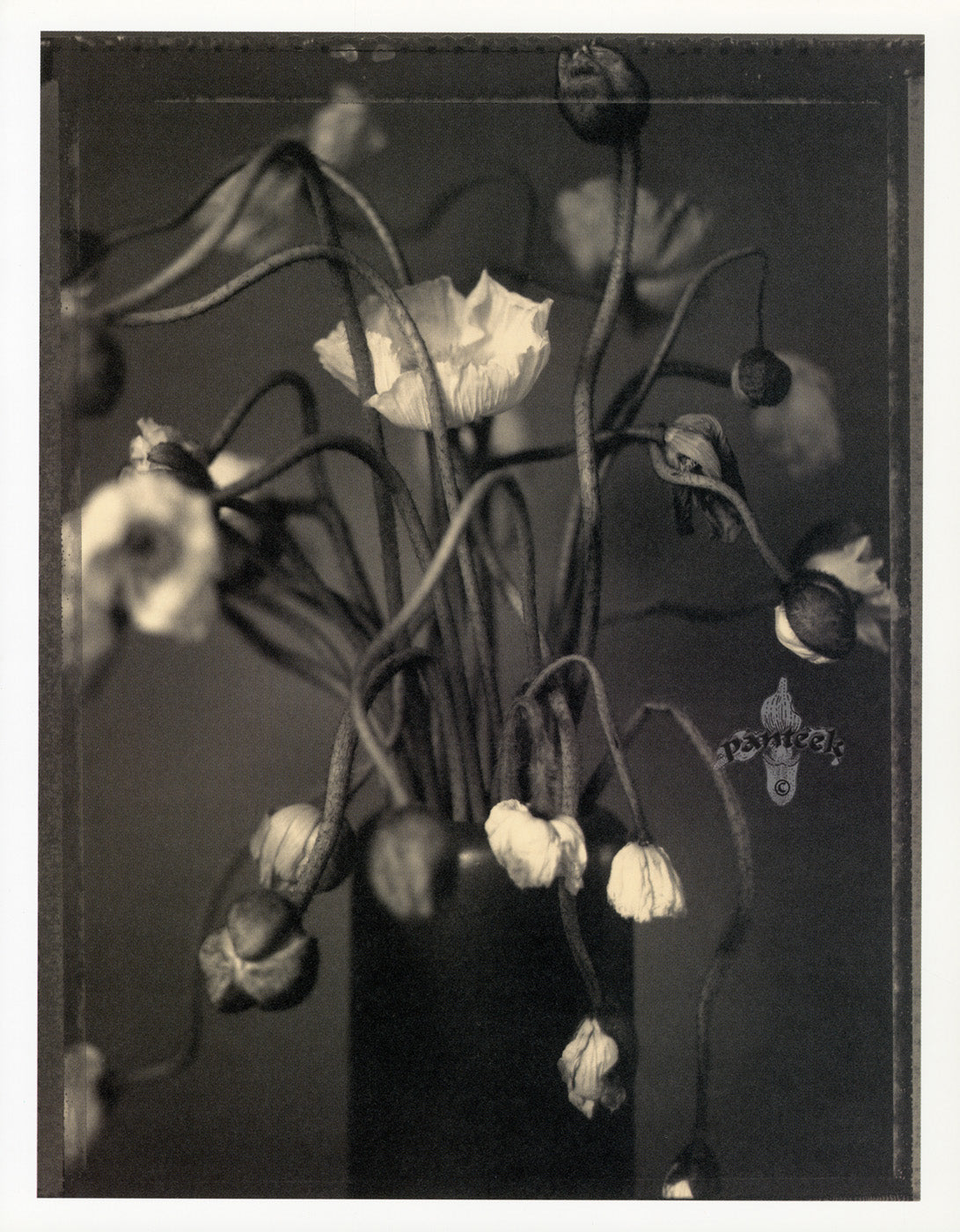 Tom Baril Flower Prints from Botanica Dead Poppies