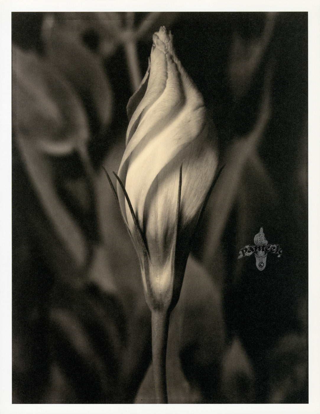 Tom Baril Flower Prints from Botanica Eustoma