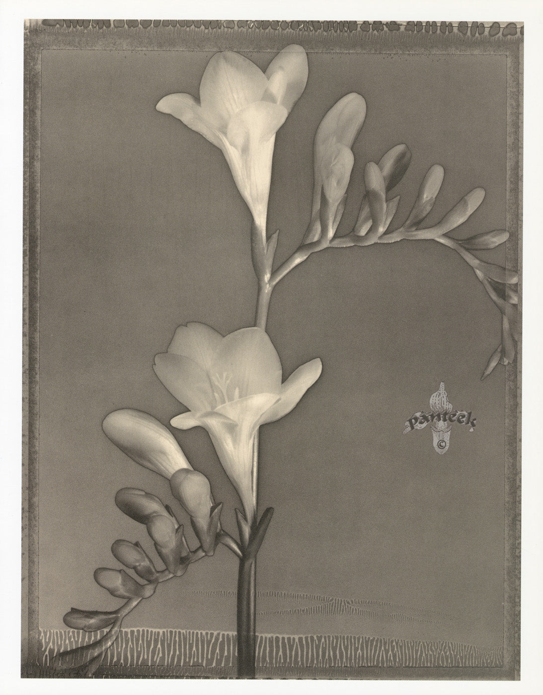 Tom Baril Flower Prints from Botanica Freesia