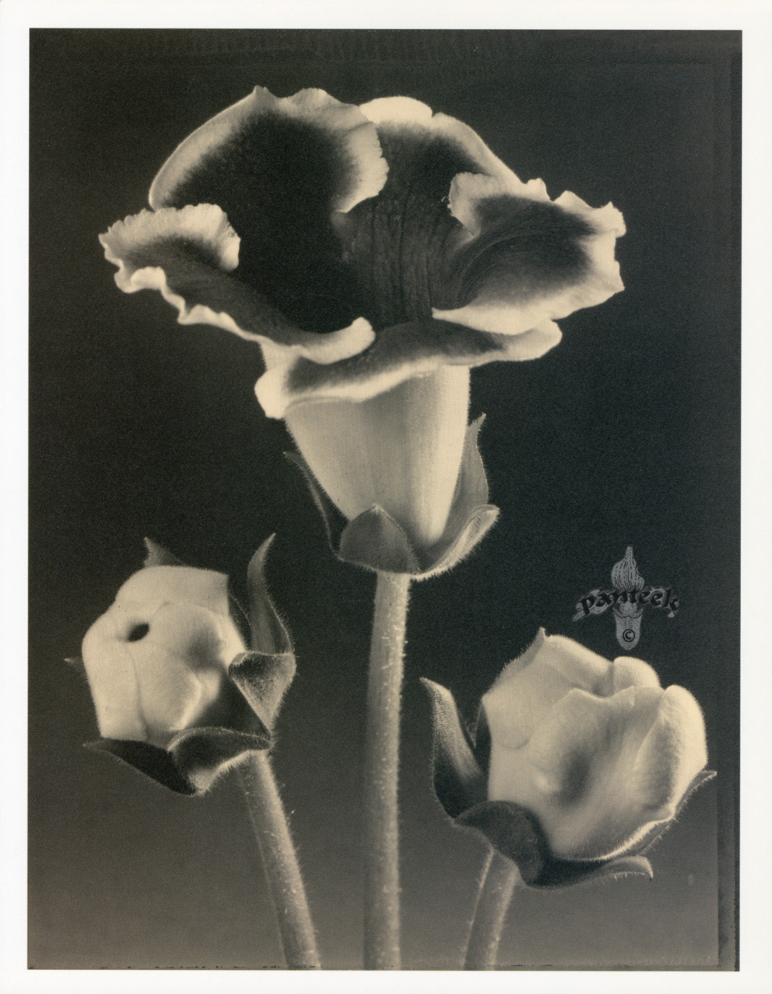 Tom Baril Flower Prints from Botanica Gloxinia