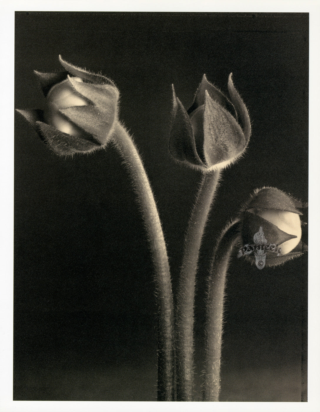 Tom Baril Flower Prints from Botanica Gloxinia buds